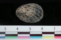 藏品(漁舟蜑螺)的圖片